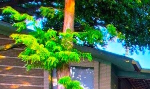 5908 Gaston - PLAZA
